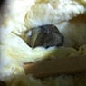 Pest Control Melbourne