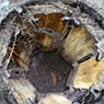 Systems Pest Management Pty Ltd - Pic 1