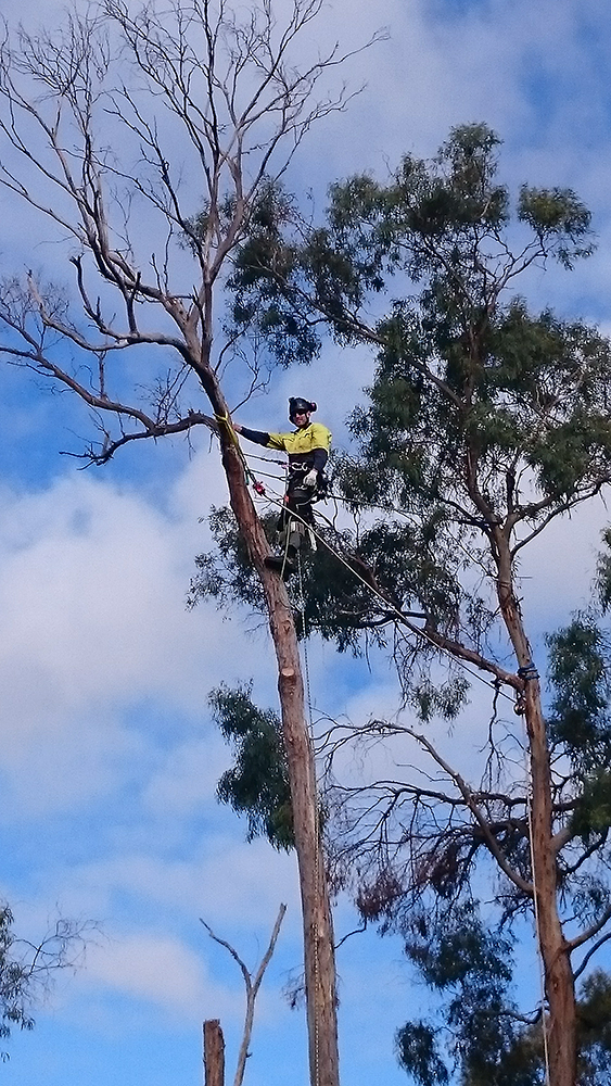 Rock Solid Tree Service Tree & Stump Removal Services Devonport