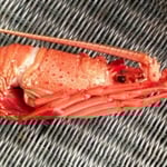 Latitude Fisheries Pty Ltd - Pic 1
