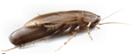 BP Homecare Pest Control - Pic 3