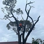 Central Coast Tree Removal - Pic 5