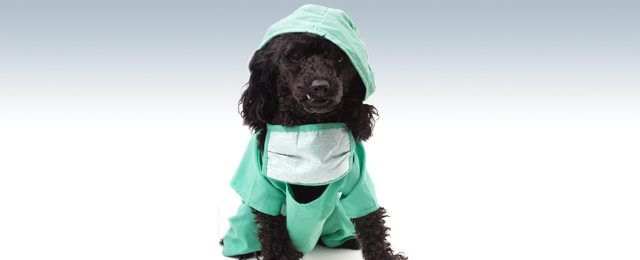 Glenvale Veterinary Clinic - Promotion 2