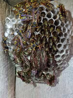 Picton Pest Control - Pic 1
