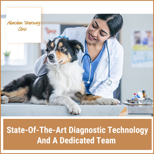 Aberdeen Street Veterinary Clinic - Promotion