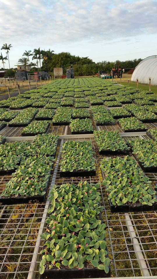 Meadowvale Seedling Nursery Nursery & Garden Supplies Wholesale 104