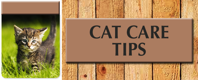 Tugun Veterinary Surgery - Promotion 2