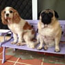 Homebush Boarding Kennels & Cattery - Pic 5