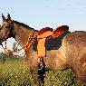 Marsh Carney Saddlery - Pic 8
