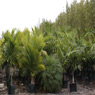 Bundaberg Wholesale Palms & Plants - Pic 9