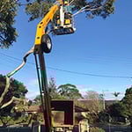 Central Coast Tree Removal - Pic 4