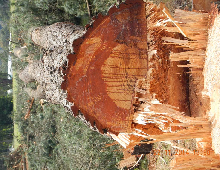 Tree Felling