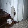 Systems Pest Management Pty Ltd - Pic 3