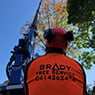 Brady Tree Service Pty Ltd - Pic 1