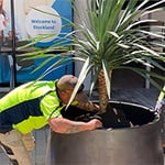 D&L Indoor Plant Hire & Garden Maintenance Pty Ltd - Pic 4