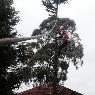 Adams Tree Services - Pic 9
