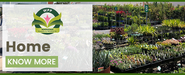Wholesale Plants & Products Pty Ltd - Promotion 2