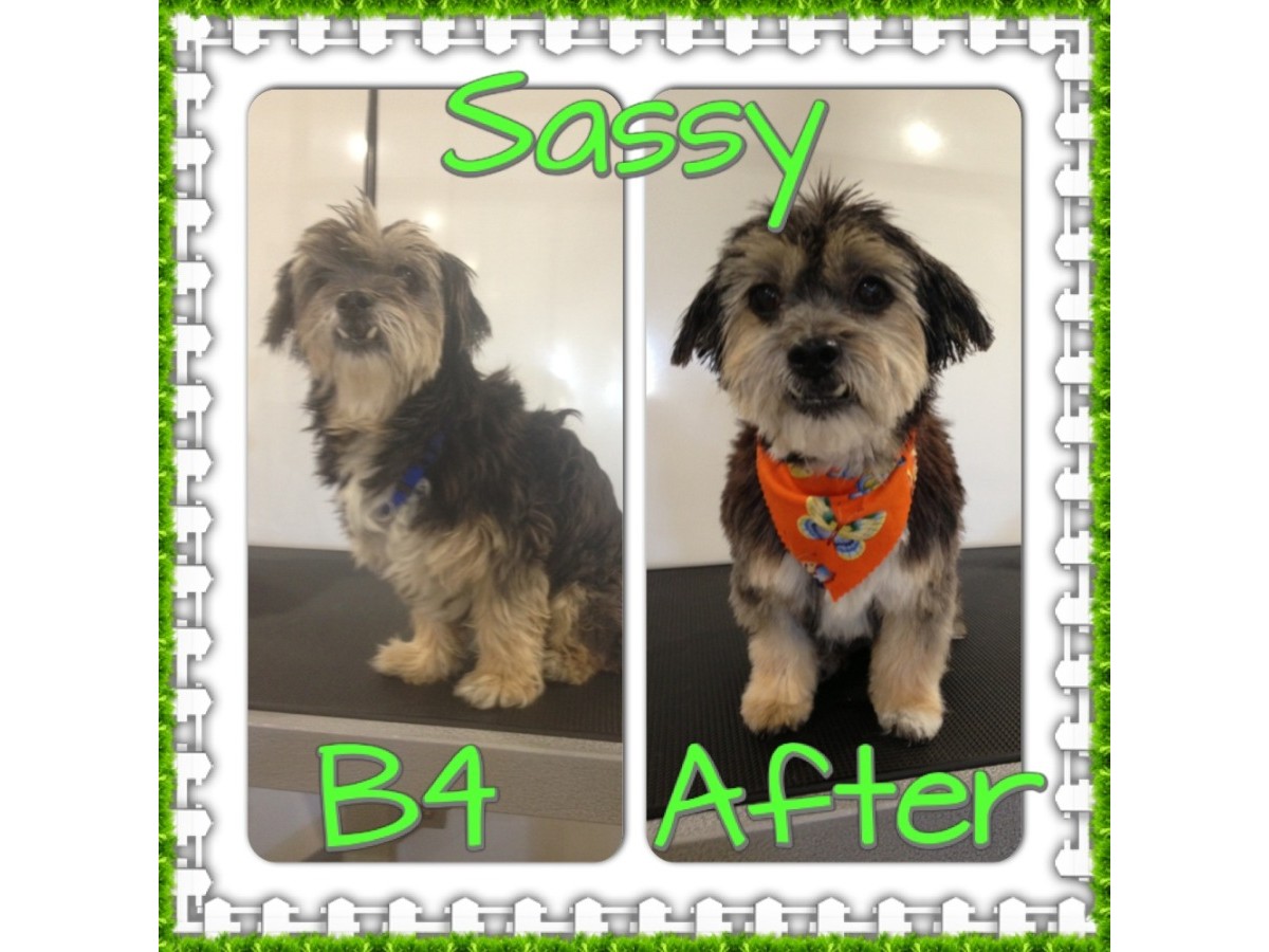 LIMElight Pet Salon Dog & Cat Clipping & Grooming Paradise Centre