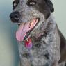 Townsville Veterinary Clinic - Pic 3