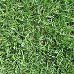 Melbourne Turf Supplies. - Pic 7
