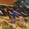 Wangaratta Horizontal Boring - Pic 10