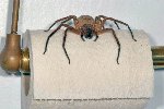 Huntsman spider.
