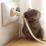 Hamro Best Pest Control - Pic 7