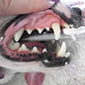 Westlakes Veterinary Hospital - Pic 5