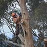 Dynamic Tree Works - Pic 5