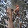 Dynamic Tree Works - Pic 4