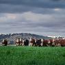 Agripath Pty Ltd - Pic 3