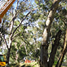 Central Victorian Mobile Cranes - Pic 10