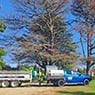 Phil's Tree Service - Pic 1