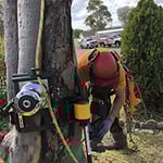 Central Coast Tree Removal - Pic 6