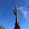 Cut Above Tree Care (Aust) Pty Ltd - Pic 10