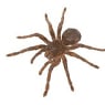 Rebel Pest - Pic 5