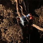 Nelson's Tree Services - Pic 5