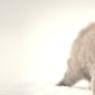 Stawell Veterinary Clinic - Pic 3