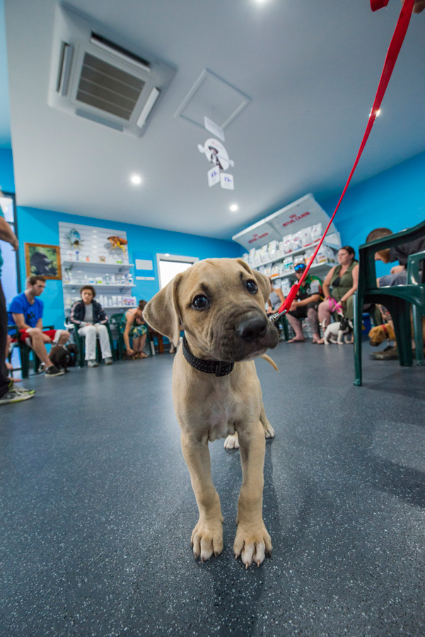 Blue & White Veterinary Clinic - Vet Woolgoolga | Yellow Pages®