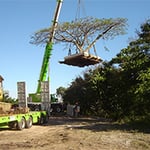 The Tree Doctor - Pic 5