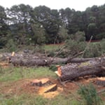 Dan's Tree Services - Pic 2