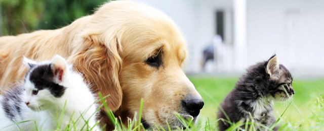 Murwillumbah Veterinary Clinic - Promotion 1