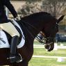 Gooromon Park Horse Riding Centre - Pic 4