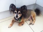 Camden Dog Grooming Centre - Pic 3