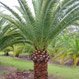 Plantation 2000 - Pic 4