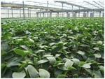 Virginia Nursery Pty Ltd - Pic 7