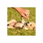 Valley Veterinary Surgery Pty Ltd - Pic 8