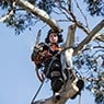 Nelson's Tree Services - Pic 2