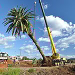 The Tree Doctor - Pic 7