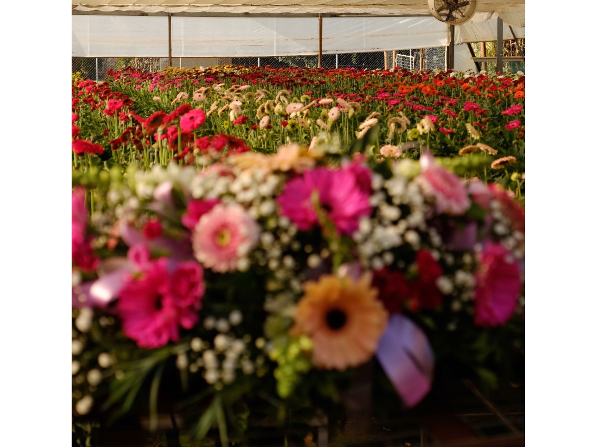 Birkdale Flowers The Flower Farm Florists 72 Birkdale Road Corner